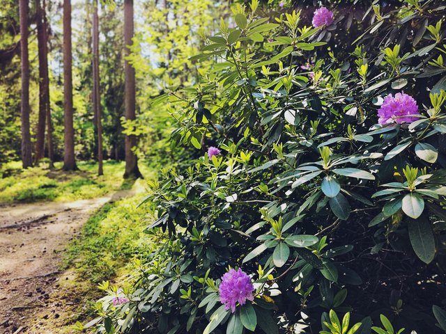 Rhododendronwald in seiner Blütezeit